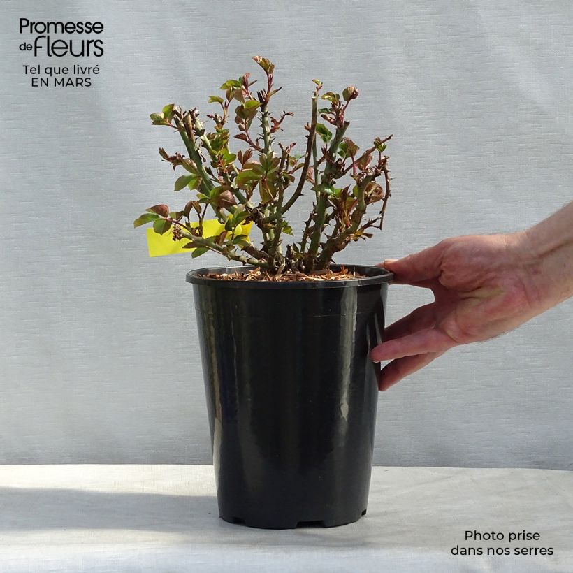 Rosal Oxford Harzola - Rosal Inglesa Maceta 4L/5L Ejemplar entregado en la primavera