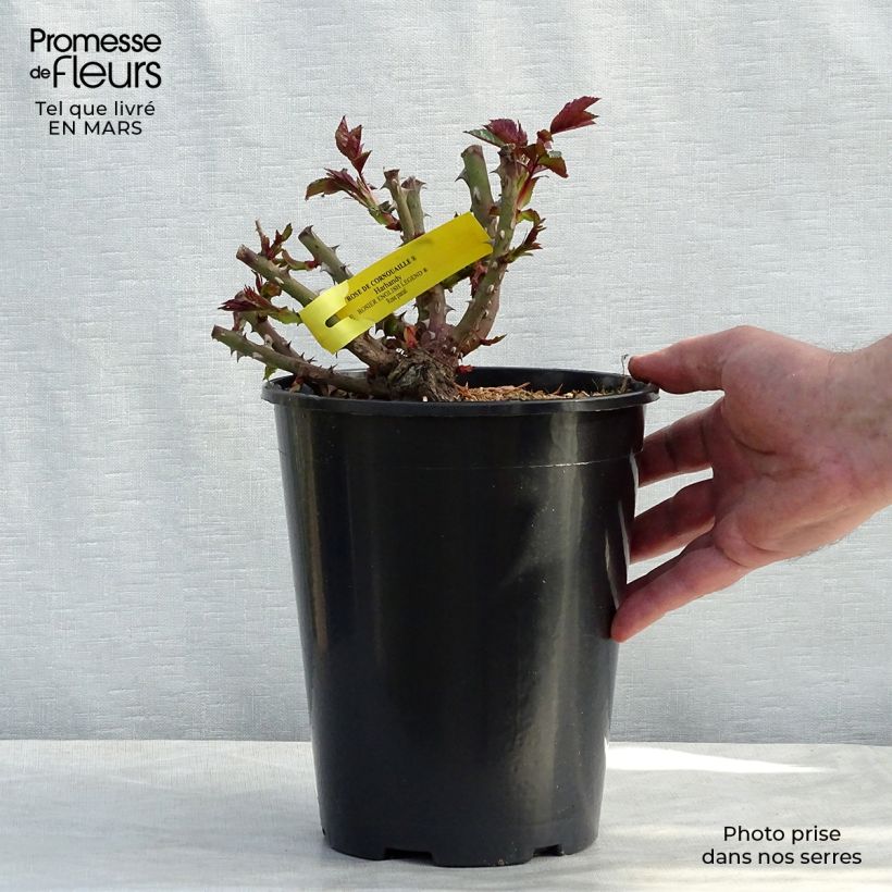 Rosal English Legend Rose de Cornouaille Maceta 4L/5L Ejemplar entregado en la primavera