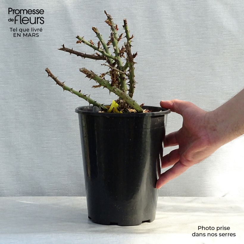 Rosal English Legend Sherwood Maceta 4L/5L Ejemplar entregado en la primavera