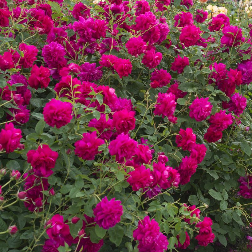 Rosal Thomas à Becket (Porte)