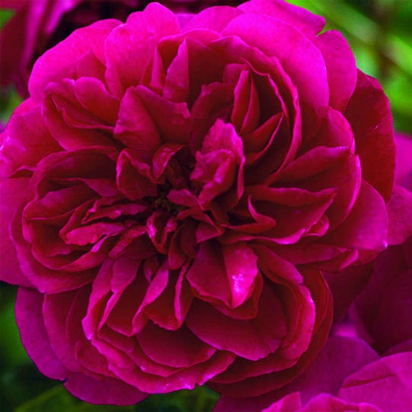 Rosal Thomas à Becket (Floración)