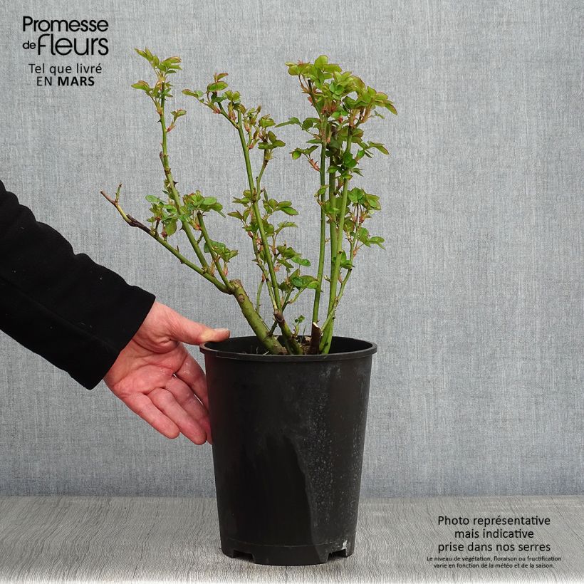 Rosal Astrid Lindgren Rosal Arbustivo Maceta 4L/5L Ejemplar entregado en invierno