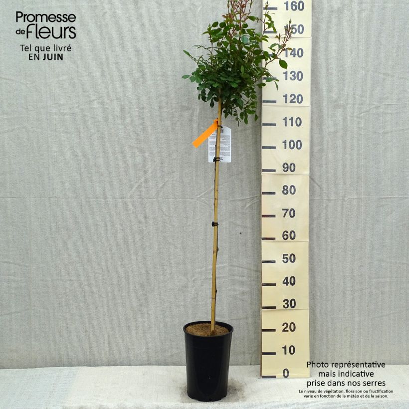 Rosal Bonica Maceta 4L/5L Ejemplar entregado en la primavera