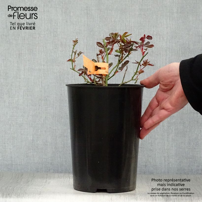Rosal Douceur Normande Maceta 4L/5L Ejemplar entregado en invierno