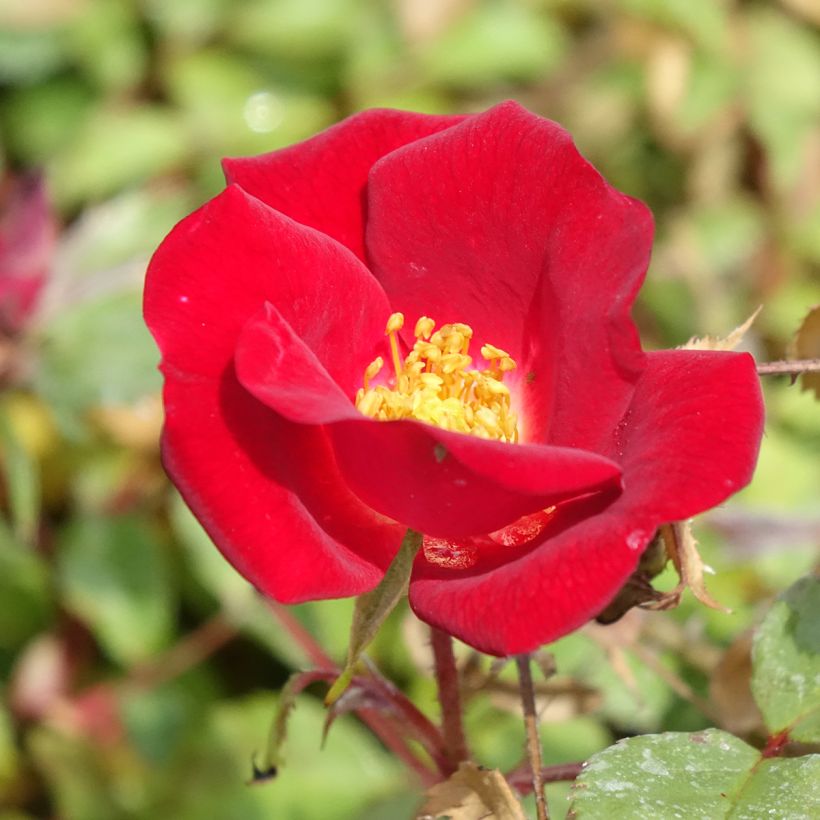 Rosal Friendly Red Meiariba (Floración)