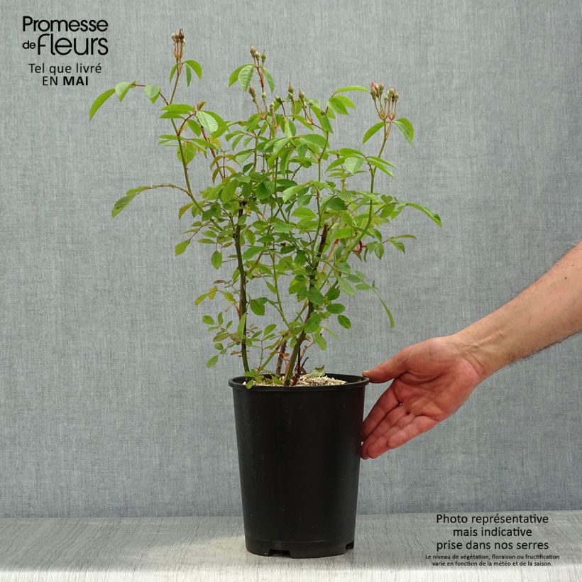 Rosal Frisson Frais Maceta 4L/5L Ejemplar entregado en la primavera
