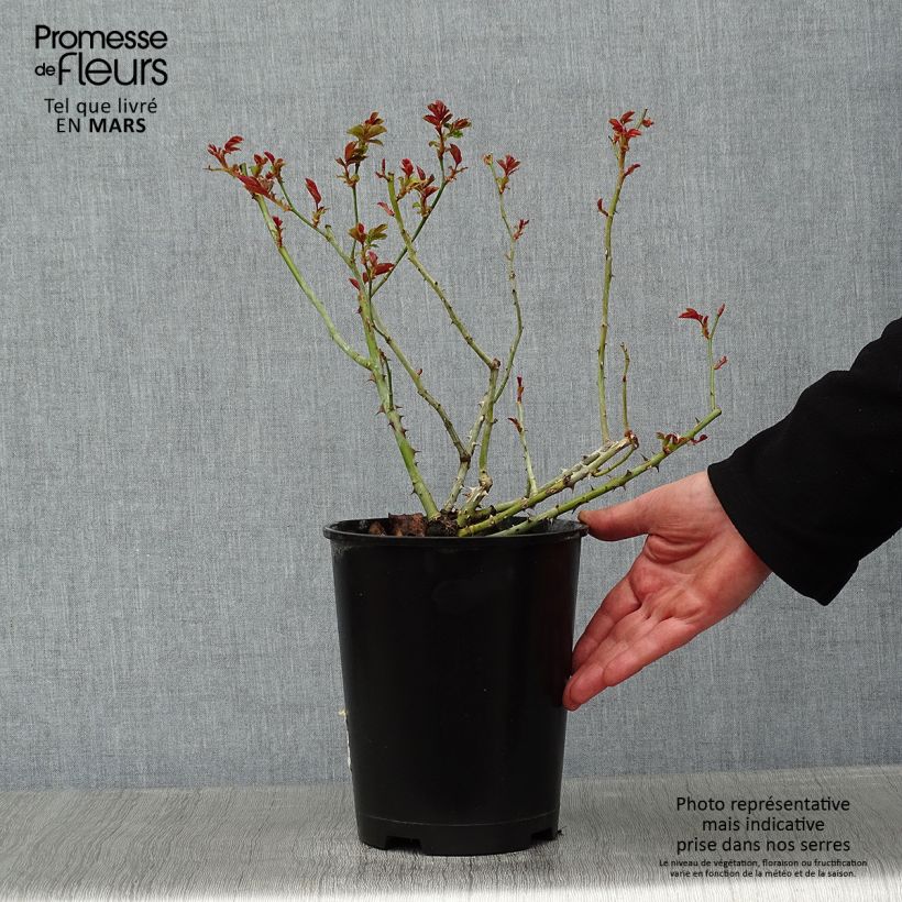 Rosal La Reine de la Nuit Maceta 3L/4L Ejemplar entregado en invierno