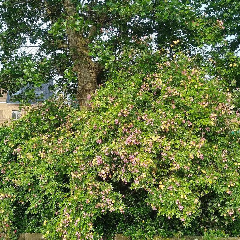 Rosal Plaisanterie (Porte)