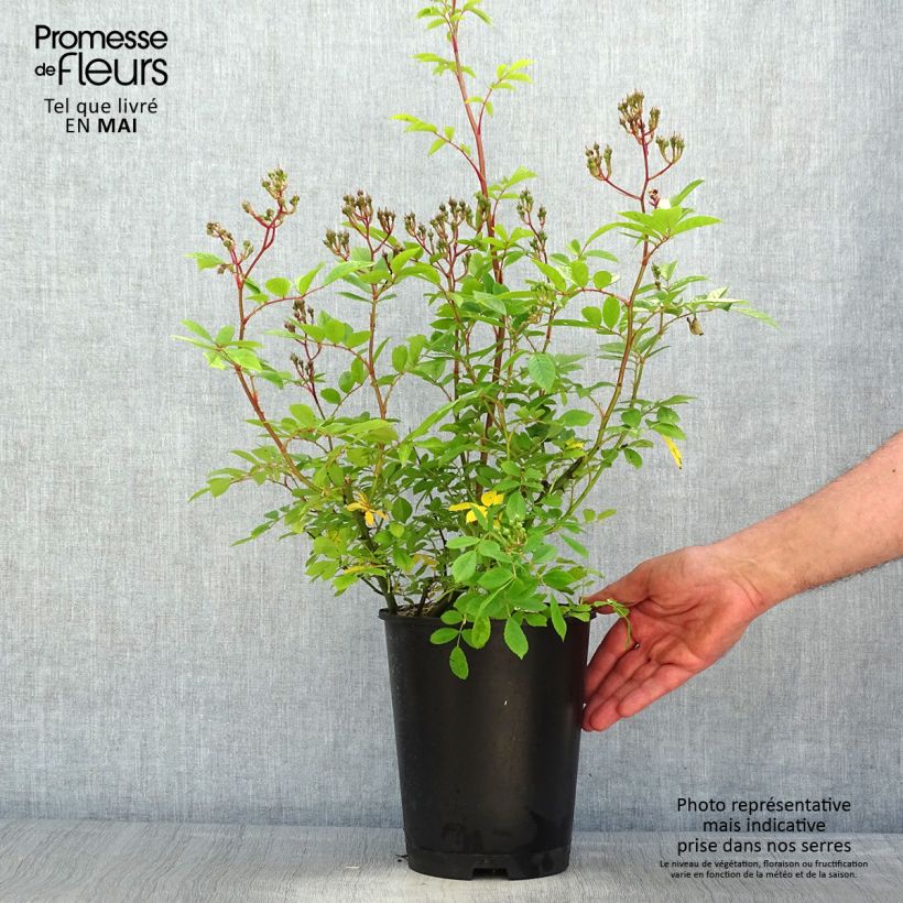 Rosal Puccini Maceta 4L/5L Ejemplar entregado en la primavera