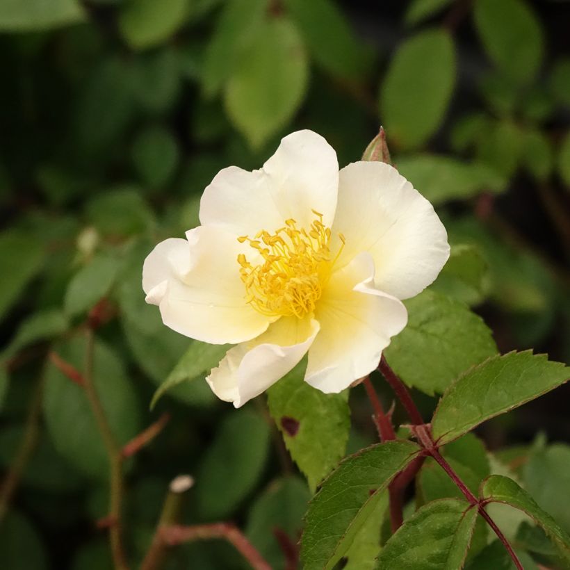 Rosal Rosalita (Floración)