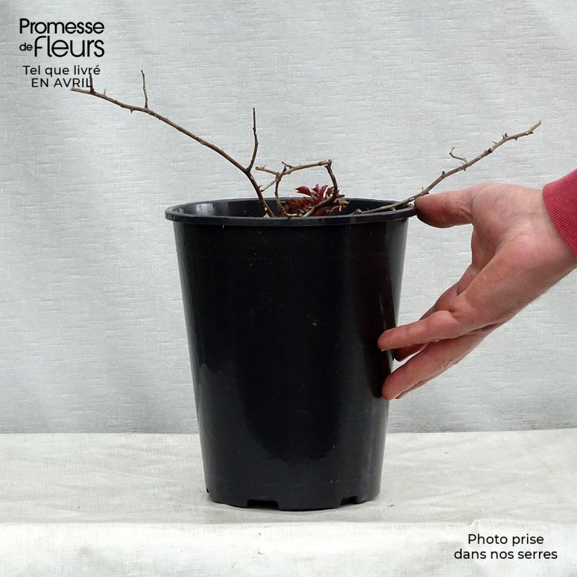 Rosal Rosy Cushion Maceta 4L/5L Ejemplar entregado en la primavera