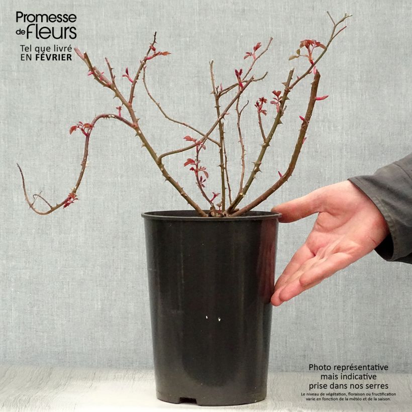 Rosal Rosy Cushion Maceta 4L/5L Ejemplar entregado en invierno