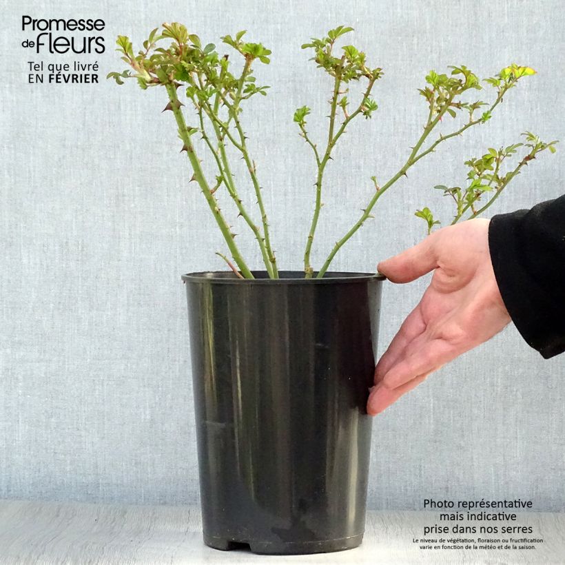 Rosal Rush lenmobri Maceta 4L/5L Ejemplar entregado en invierno