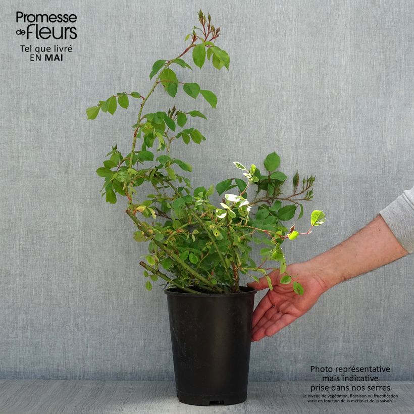 Rosal Smarty Maceta 4L/5L Ejemplar entregado en la primavera