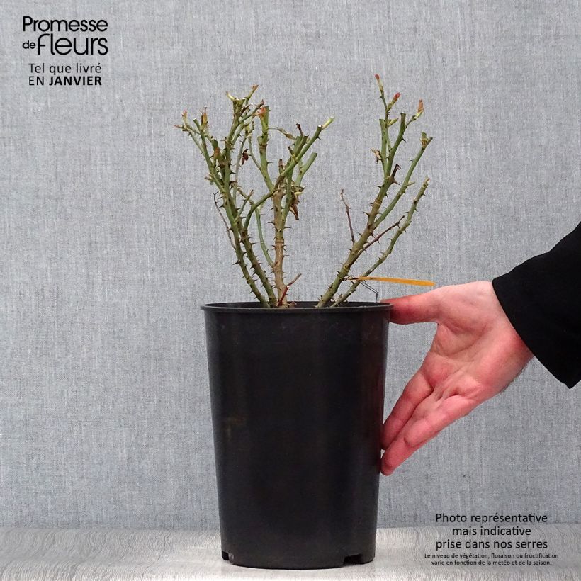 Rosal Soul Maceta 4L/5L Ejemplar entregado en invierno