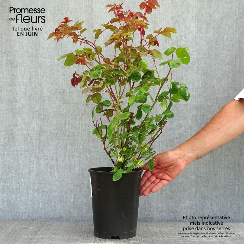 Rosal Violet Hood Maceta 4L/5L Ejemplar entregado en la primavera
