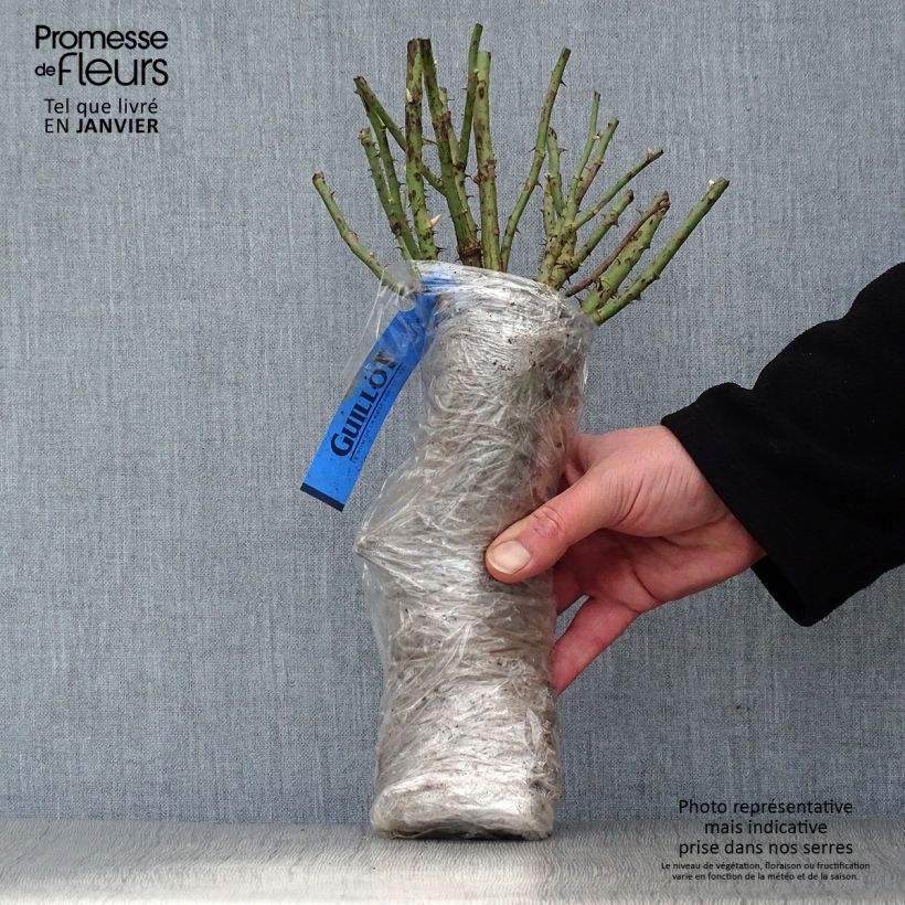 Rosal White Magic Raíz desnuda Ejemplar entregado en invierno