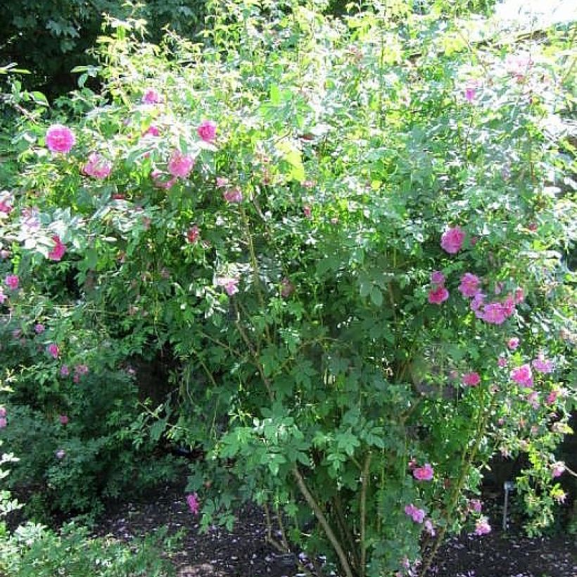 Rosa californica Plena (Porte)