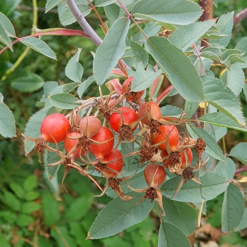 Rosa glauca (Cosecha)