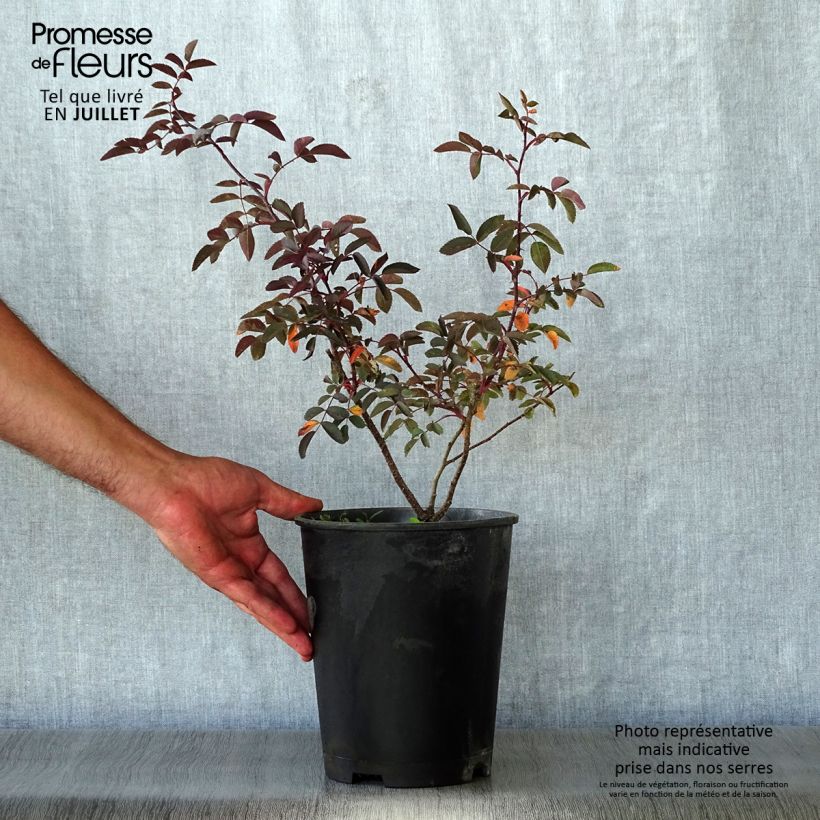 Ejemplar de Rosa glauca Maceta 2L/3L entregado en verano