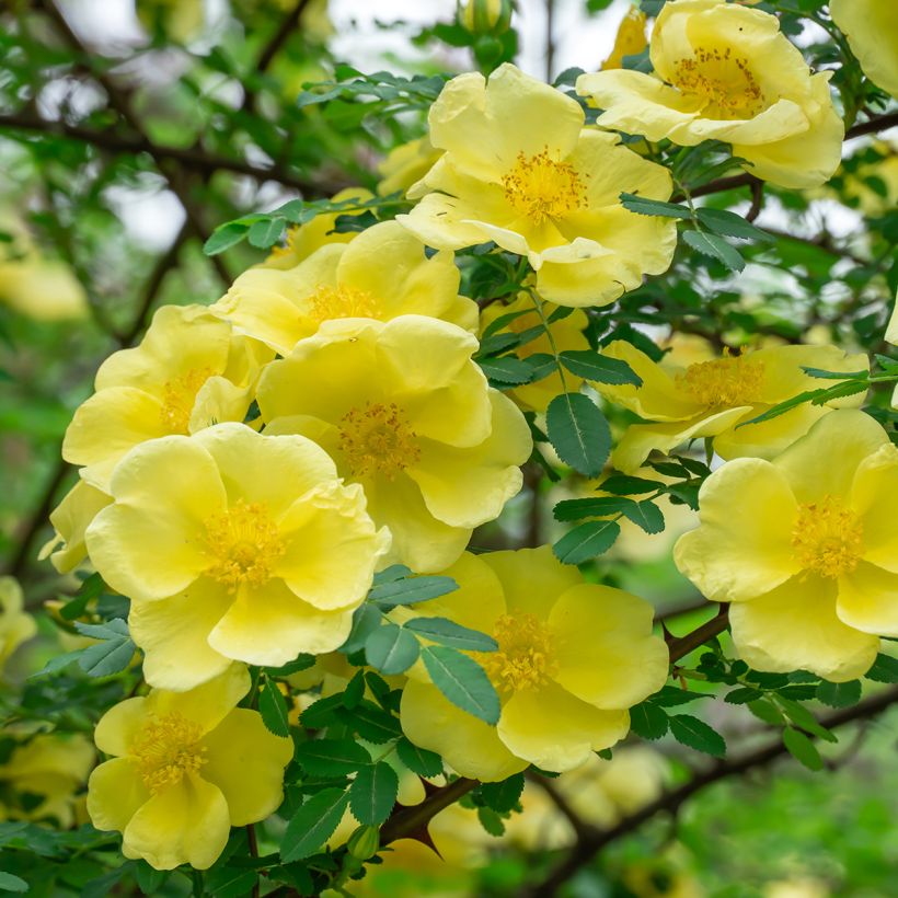 Rosa hugonis (Floración)