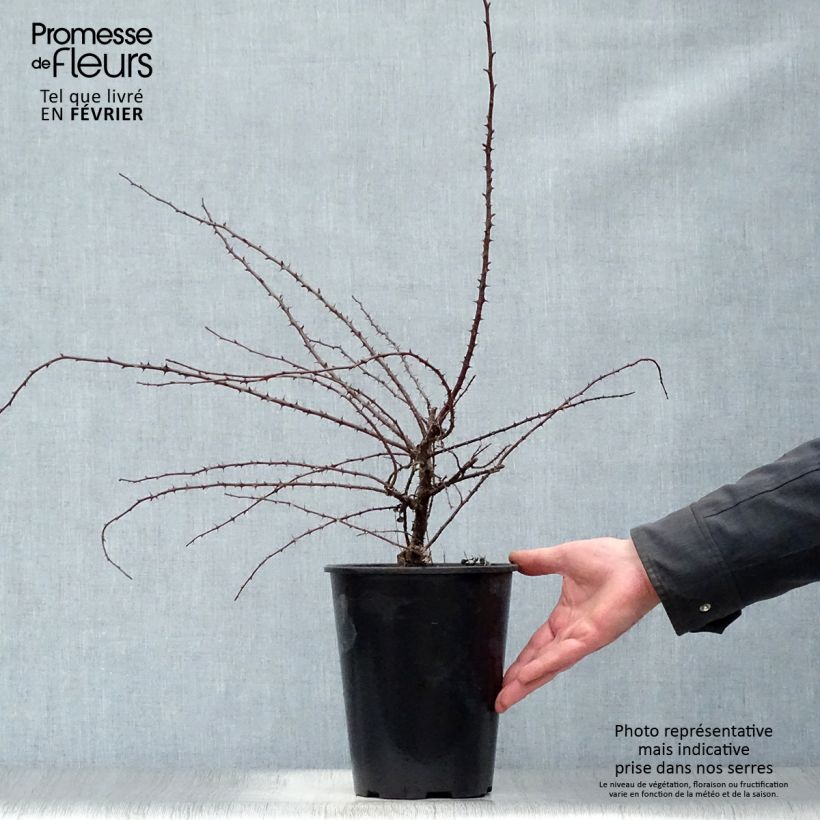 Rosa hugonis Maceta 3L/4L Ejemplar entregado en invierno