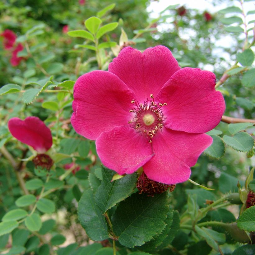 Rosa moyesii Geranium (Floración)