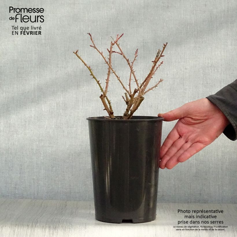Rosa moyesii Geranium Maceta 3L/4L Ejemplar entregado en invierno