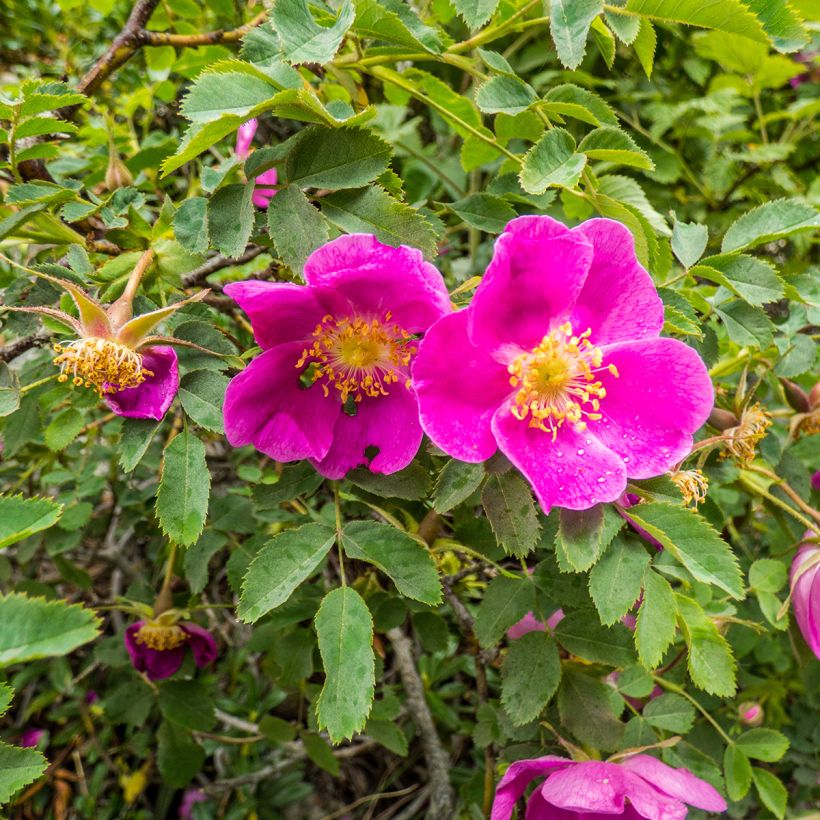 Rosa nitida (Floración)