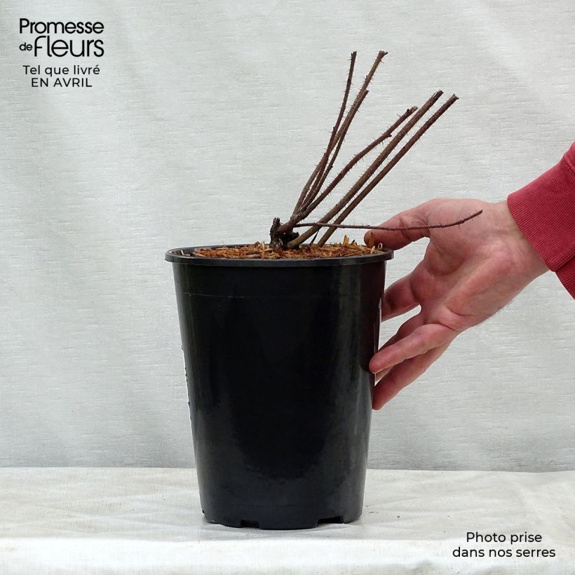 Rosa nitida Maceta 2L/3L Ejemplar entregado en la primavera