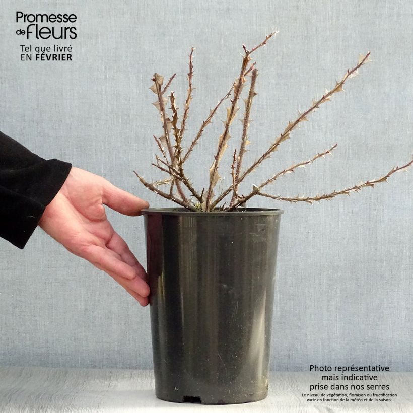 Rosa omeiensis Pteracantha Maceta 4L/5L Ejemplar entregado en invierno