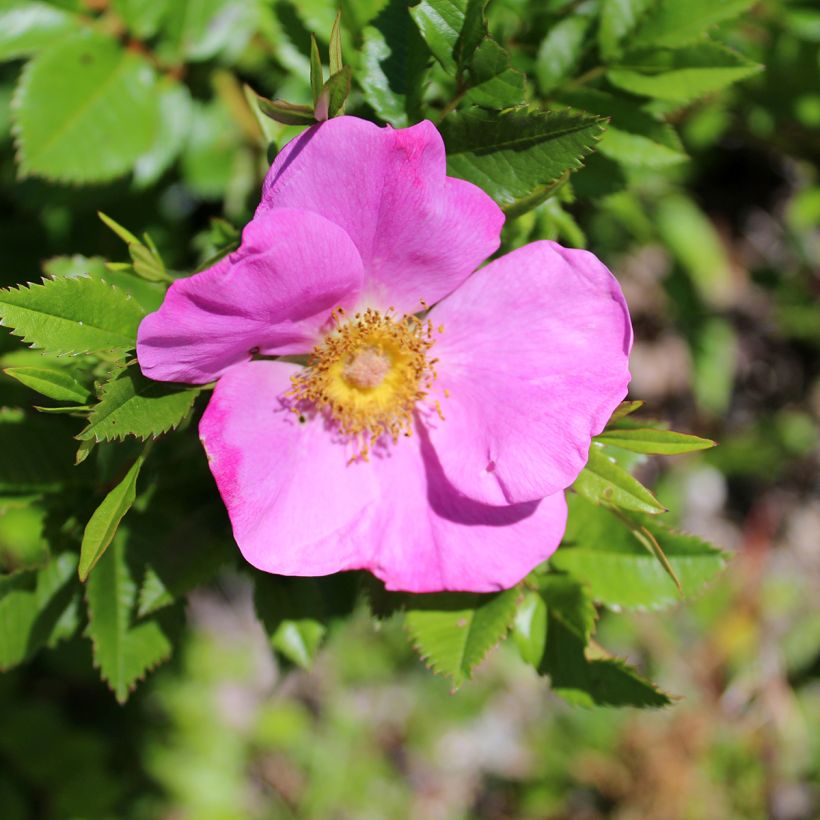 Rosa virginiana - Rosa de Virginia (Floración)