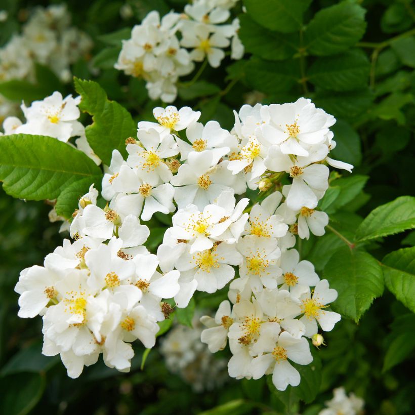 Rosal multiflora  -Rosal trepadora (Floración)