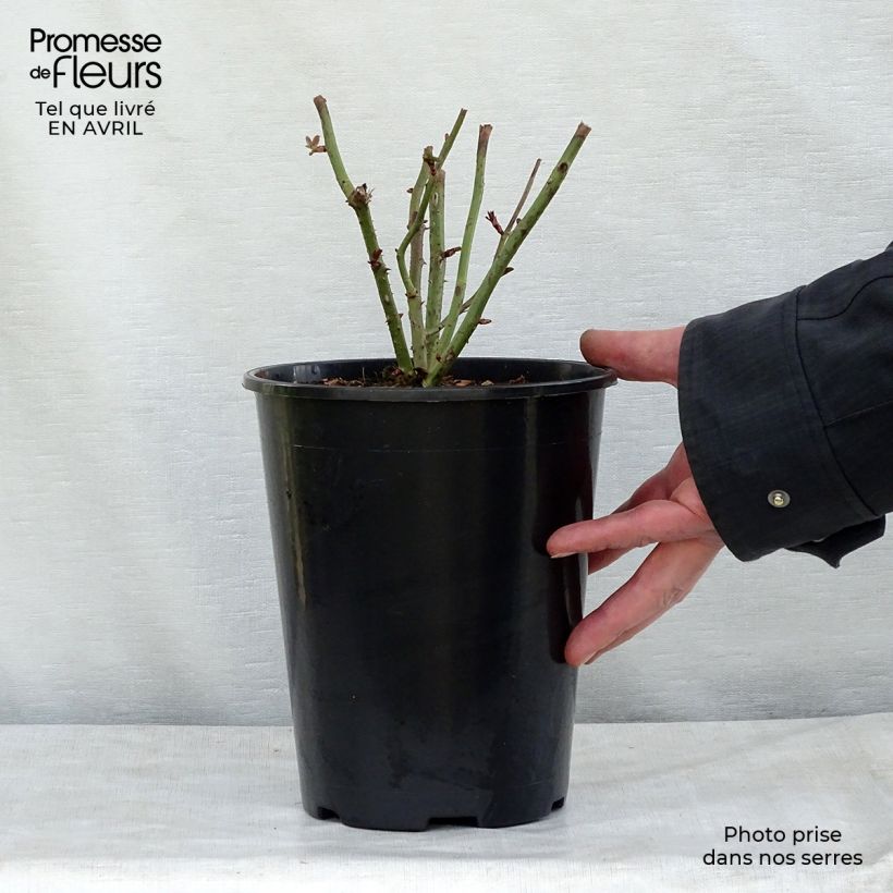 Rosal Kaffe Fassett Maceta 2L/3L Ejemplar entregado en la primavera