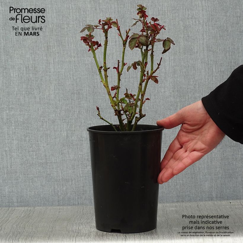 Rosal Kaffe Fassett Maceta 2L/3L Ejemplar entregado en invierno