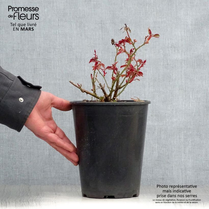 Rosal Amber Sun - Rosal tapizante Maceta 2L/3L Ejemplar entregado en la primavera