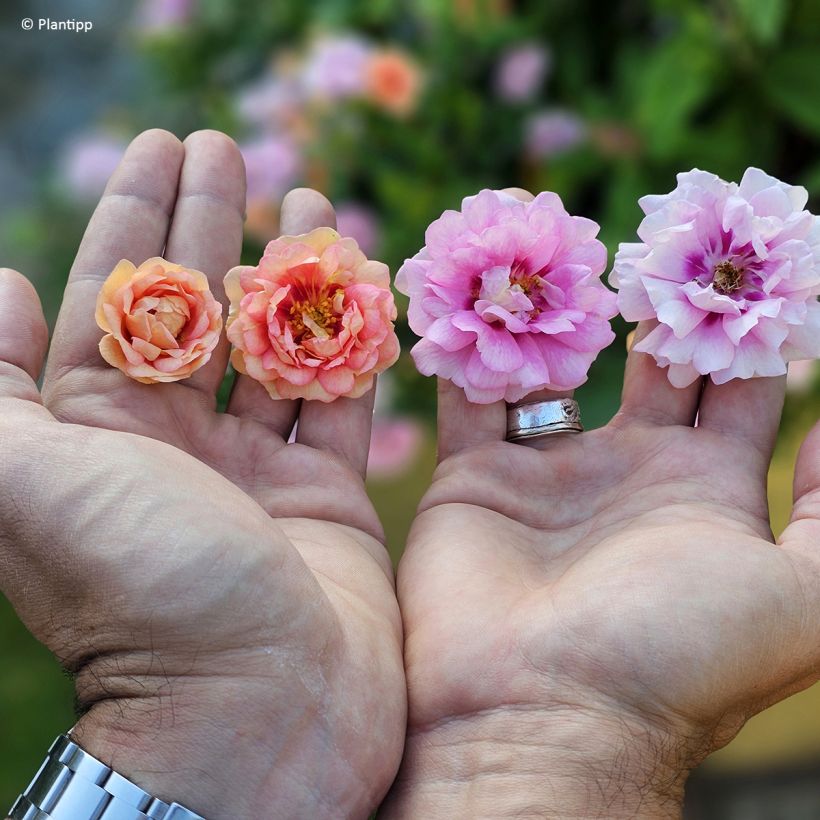 Rosa Amirose - Rosal tapizante (Floración)