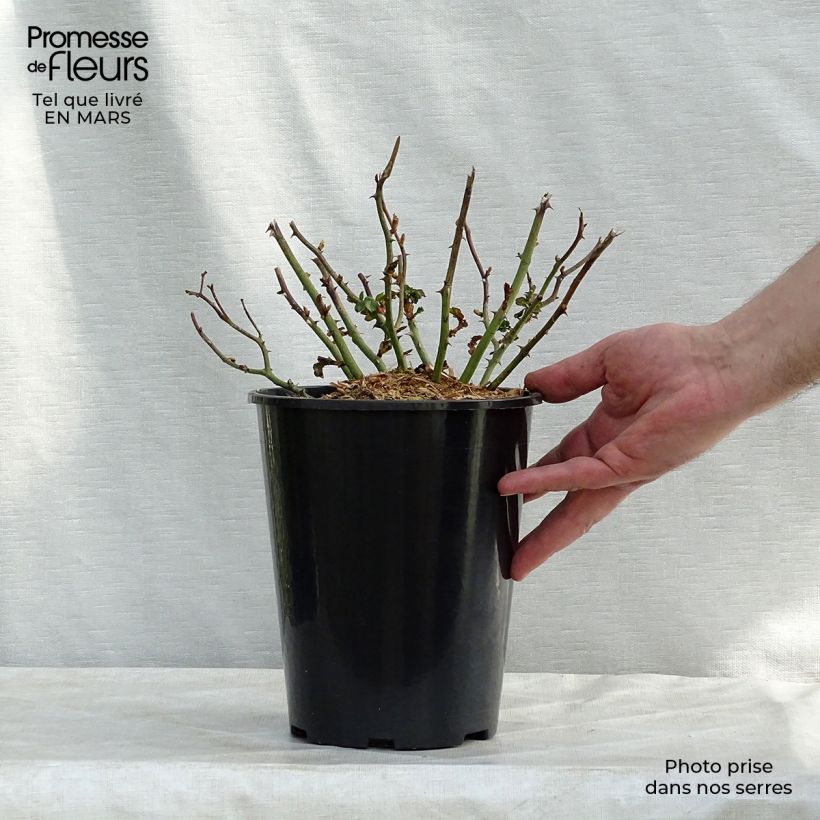 Rosal Country Dream - Rosal tapizante Maceta 3L/4L Ejemplar entregado en la primavera