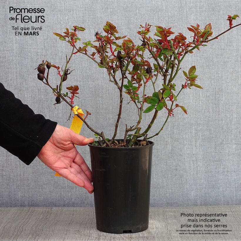 Rosal Knock Out Radrazz - Rosal tapizante Maceta 4L/5L Ejemplar entregado en invierno