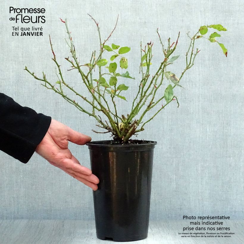 Rosal Larissa - Rosal tapizante Maceta 3L/4L Ejemplar entregado en invierno