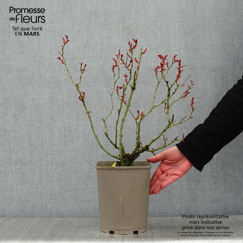 Rosal Mainaufeuer - Rosal tapizante Maceta 4L/5L Ejemplar entregado en invierno