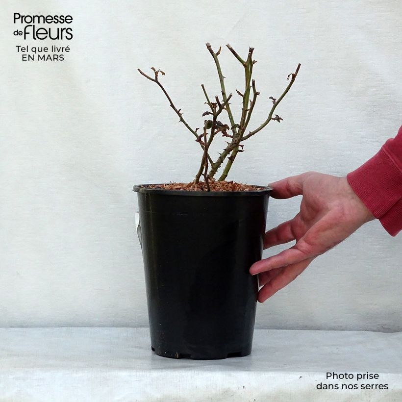 Rosal Mirato - Rosal tapizante Maceta 2L/3L Ejemplar entregado en invierno