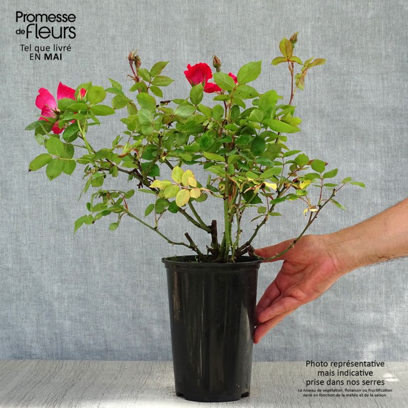 Rosier couvre-sol Pink Knock Out (Rodin) Pot de 3L/4L Ejemplar entregado en la primavera