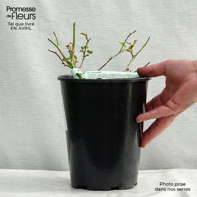 Rosal Rigo Bonaparte - Rosal tapizante Maceta 2L/3L Ejemplar entregado en la primavera