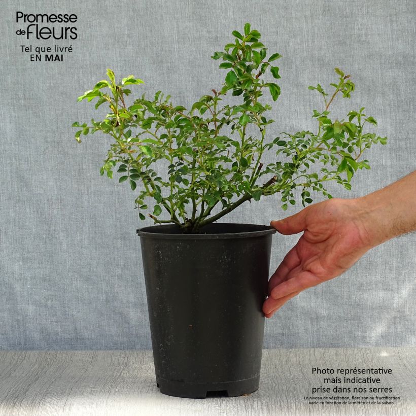 Rosal Rigo Néon - Rosal tapizante Maceta 2L/3L Ejemplar entregado en la primavera