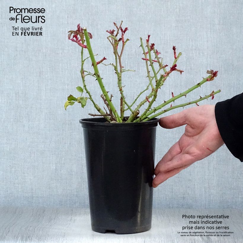 Rosal Rigo Rotilia - Rosal tapizante Maceta 2L/3L Ejemplar entregado en invierno