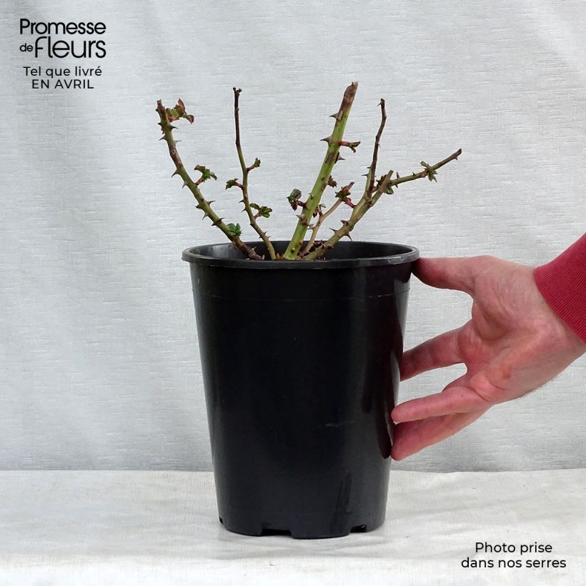 Rosal Rigo Rotilia - Rosal tapizante Maceta 2L/3L Ejemplar entregado en la primavera