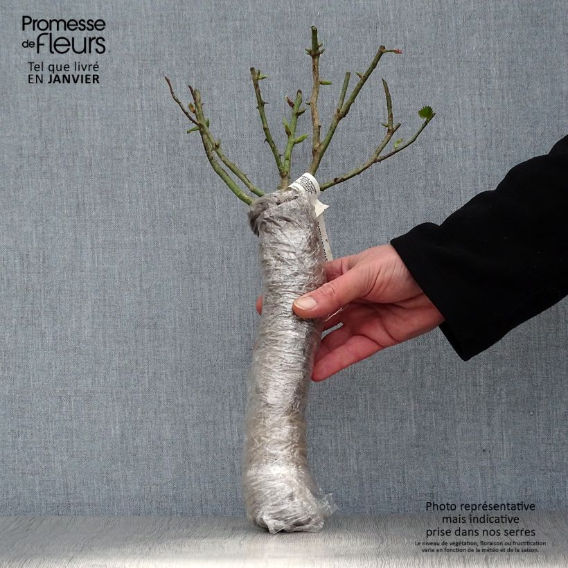 Rosal Robe Fleurie - Rosal tapizante Raíz desnuda Ejemplar entregado en invierno