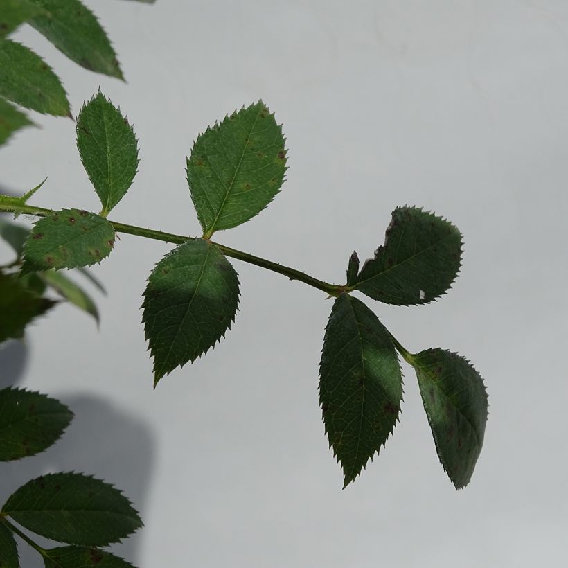 Rosal Star Profusion - Rosal tapizante (Follaje)