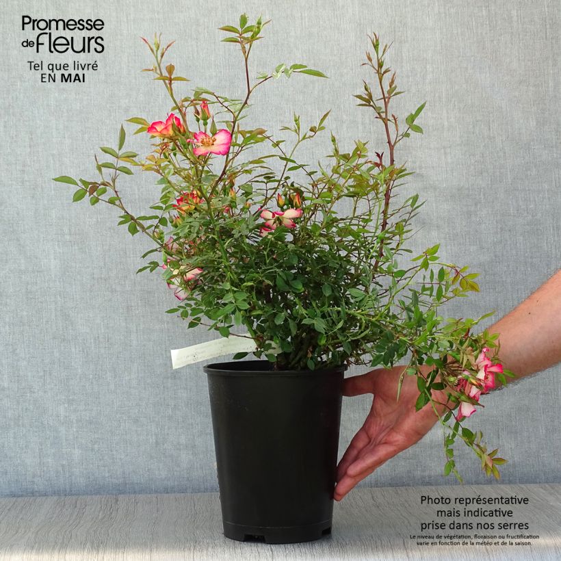 Rosal Star Profusion - Rosal tapizante Maceta 3L/4L Ejemplar entregado en la primavera